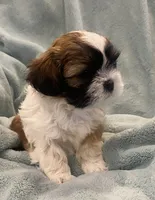 Boy Millo, a male Shih Tzu for sale in West Chicago, IL – Photo 3 of 5