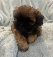 Cobby, a male Shih Tzu for sale in West Chicago, IL – Photo 2 of 3