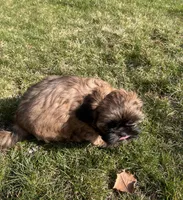 Cubby, a male Shih Tzu for sale in West Chicago, IL – Photo 3 of 6
