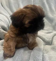 Cobby, a male Shih Tzu for sale in West Chicago, IL – Photo 3 of 3