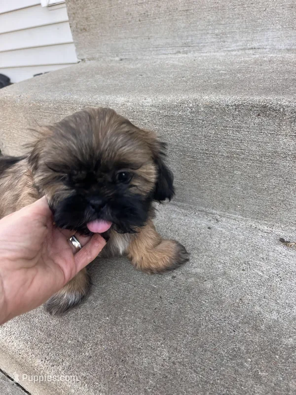 Cubby – Shih Tzu puppy for sale in West Chicago, IL