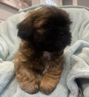 Cobby, a male Shih Tzu for sale in West Chicago, IL – Photo 1 of 3