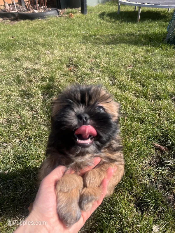 Cubby – Shih Tzu puppy for sale in West Chicago, IL