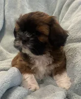 Russell, a male Shih Tzu for sale in West Chicago, IL – Photo 1 of 5