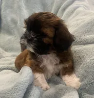 Russell, a male Shih Tzu for sale in West Chicago, IL – Photo 2 of 5