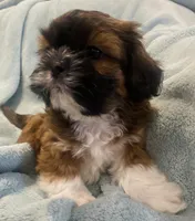 Russell, a male Shih Tzu for sale in West Chicago, IL – Photo 3 of 5