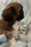 Russell, a male Shih Tzu for sale in West Chicago, IL – Photo 4 of 5