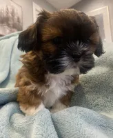 Russell, a male Shih Tzu for sale in West Chicago, IL – Photo 5 of 5