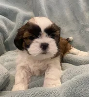 Blair, a female Shih Tzu for sale in West Chicago, IL – Photo 1 of 4