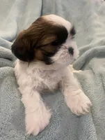 Blair, a female Shih Tzu for sale in West Chicago, IL – Photo 4 of 4