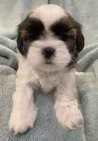 Blair, a female Shih Tzu for sale in West Chicago, IL – Photo 2 of 4