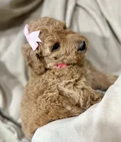Jasmine, a female Bernedoodle for sale in La Puente, CA – 2 of 4