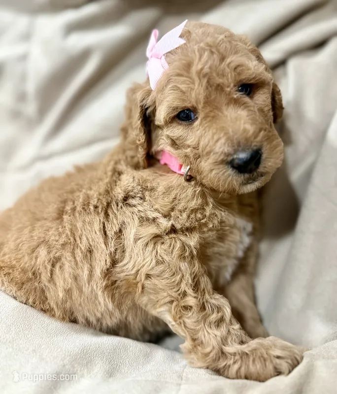Jasmine – Bernedoodle puppy for sale in La Puente, CA