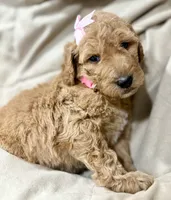 Jasmine, a female Bernedoodle for sale in La Puente, CA – 1 of 4