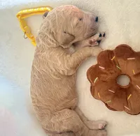 Daisy, a female Bernedoodle for sale in La Puente, CA – 5 of 5