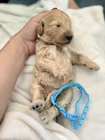 Flint, a male Bernedoodle for sale in La Puente, CA – 3 of 3