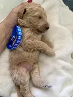 Cypress, a male Bernedoodle for sale in La Puente, CA – 3 of 3