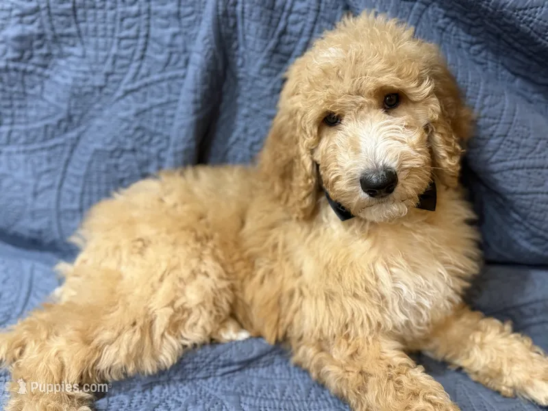 Ash – Bernedoodle puppy for sale in La Puente, CA