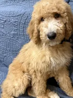Ash, a male Bernedoodle for sale in La Puente, CA – 2 of 6