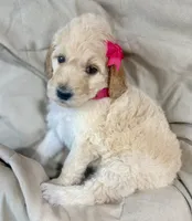 Rose, a female Bernedoodle for sale in La Puente, CA – 2 of 3