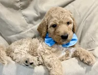 Flint, a male Bernedoodle for sale in La Puente, CA – 2 of 3