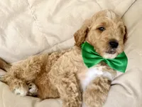 Forrest, a male Bernedoodle for sale in La Puente, CA – 2 of 3