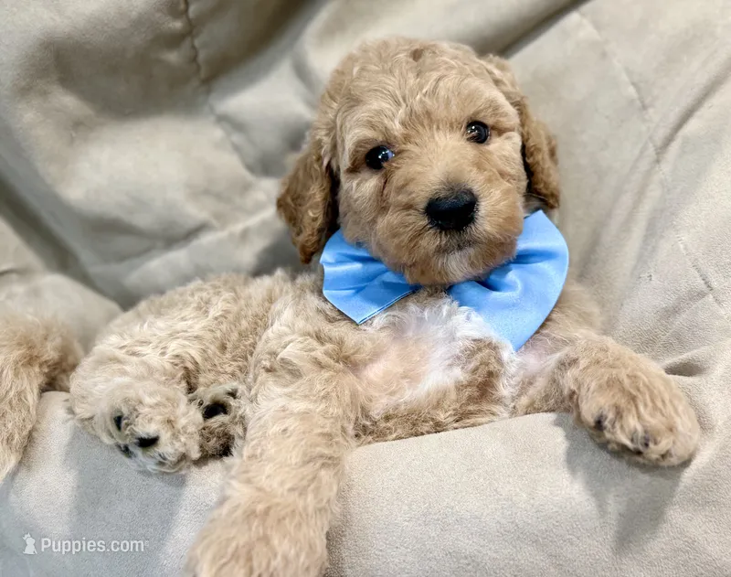 Flint – Bernedoodle puppy for sale in La Puente, CA