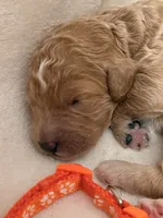 Blossom, a female Bernedoodle for sale in La Puente, CA – 4 of 5