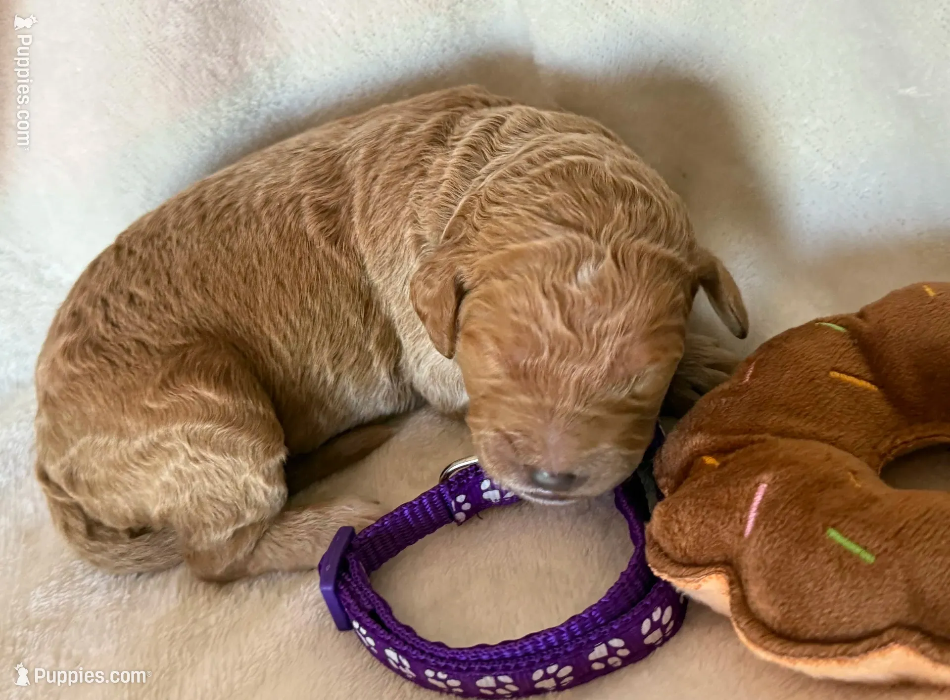 Violet, a female Bernedoodle for sale in La Puente, CA – 6 of 7