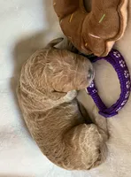 Violet, a female Bernedoodle for sale in La Puente, CA – 4 of 6