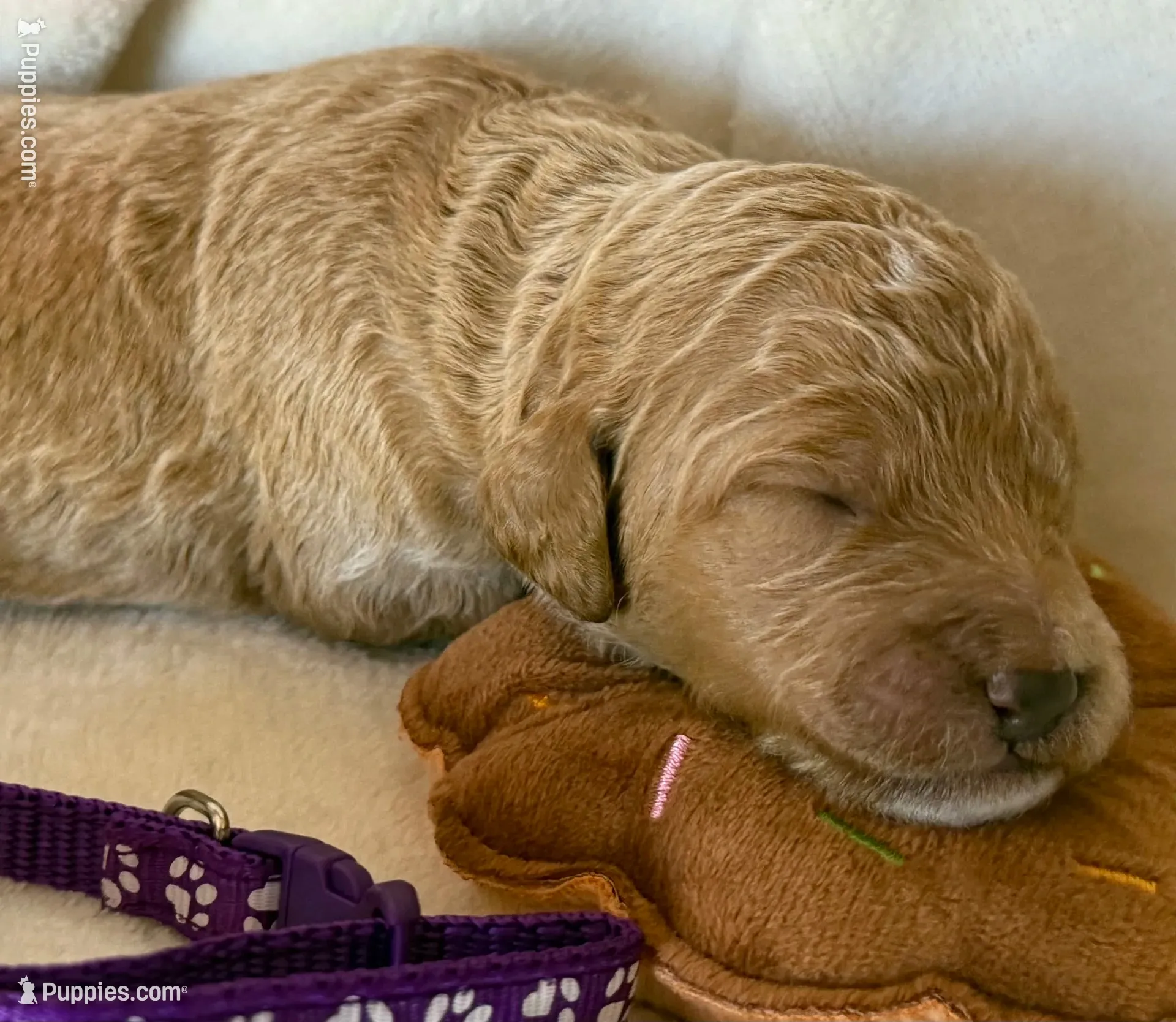 Violet, a female Bernedoodle for sale in La Puente, CA – 5 of 7