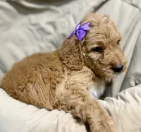 Violet, a female Bernedoodle for sale in La Puente, CA – 1 of 6