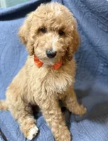 Blossom, a female Bernedoodle for sale in La Puente, CA – 2 of 7