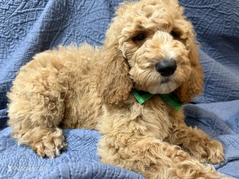 Forrest – Bernedoodle puppy for sale in La Puente, CA