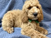Forrest, a male Bernedoodle for sale in La Puente, CA – 1 of 5