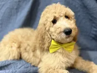 Daisy, a female Bernedoodle for sale in La Puente, CA – 1 of 6
