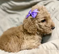 Violet, a female Bernedoodle for sale in La Puente, CA – 2 of 6