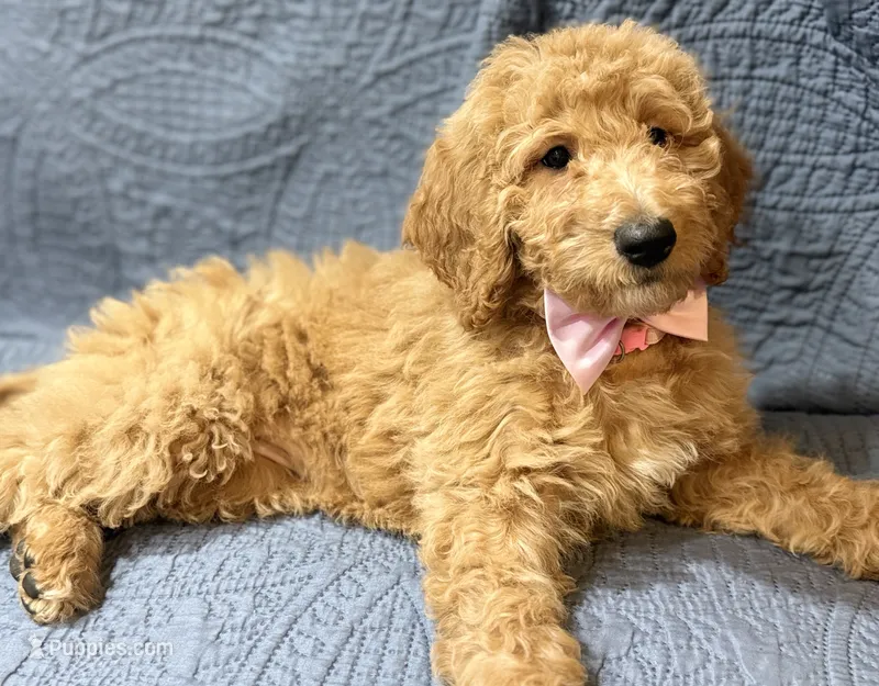 Jasmine – Bernedoodle puppy for sale in La Puente, CA