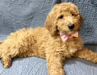 Jasmine, a female Bernedoodle for sale in La Puente, CA – 1 of 6