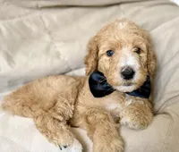 Ash, a male Bernedoodle for sale in La Puente, CA – 1 of 4