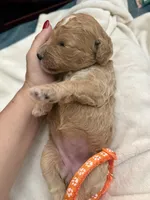 Blossom, a female Bernedoodle for sale in La Puente, CA – 5 of 5