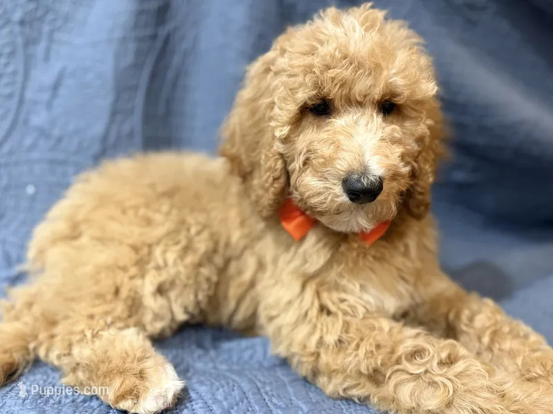 Blossom – Bernedoodle puppy for sale in La Puente, CA