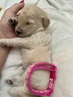 Rose, a female Bernedoodle for sale in La Puente, CA – 3 of 3