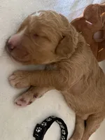 Ash, a male Bernedoodle for sale in La Puente, CA – 4 of 4