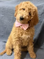 Jasmine, a female Bernedoodle for sale in La Puente, CA – 2 of 6