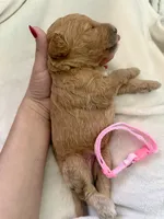 Jasmine, a female Bernedoodle for sale in La Puente, CA – 4 of 4