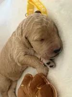 Daisy, a female Bernedoodle for sale in La Puente, CA – 4 of 5