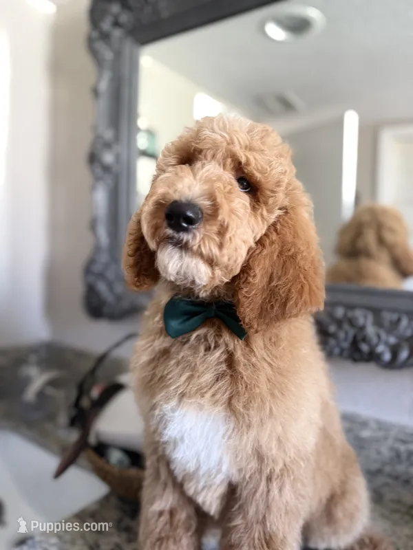 Forrest – Bernedoodle puppy for sale in La Puente, CA