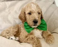 Forrest, a male Bernedoodle for sale in La Puente, CA – 1 of 3