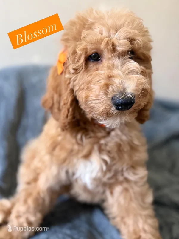 Blossom – Bernedoodle puppy for sale in La Puente, CA
